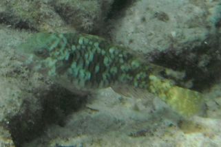 Sparisoma rubripinne - Gelbschwanz-Papageifisch